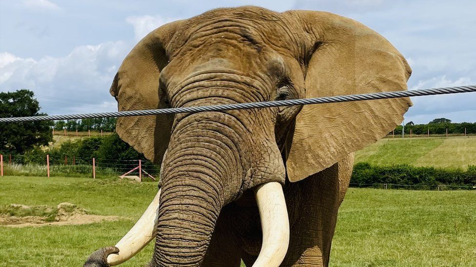 Un toro elefante africano en el zoológico del Arca de Noé