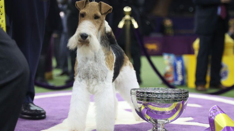 Fox westminster dog store show