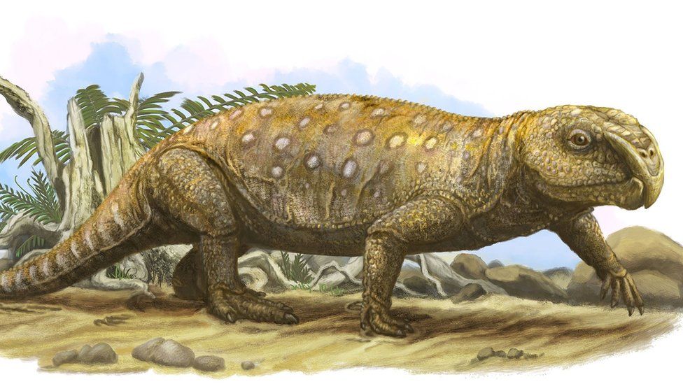 Rhynchosaurs