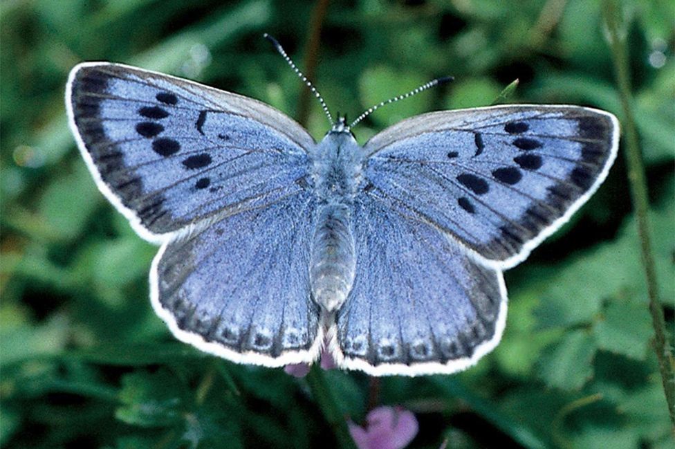 A large blue butterfly