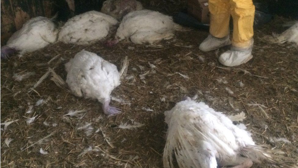 Deaths from bird flu at a turkey farm in Germany