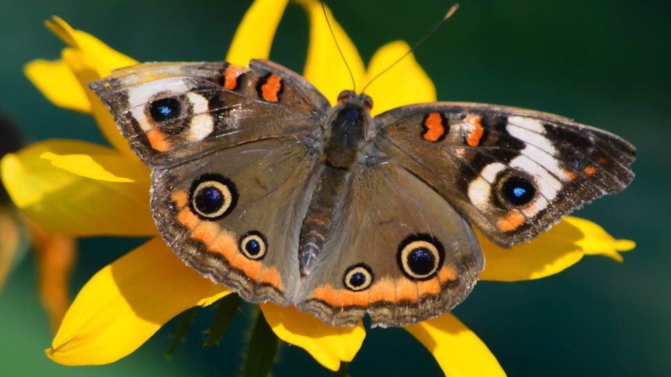 A butterfly on a flower