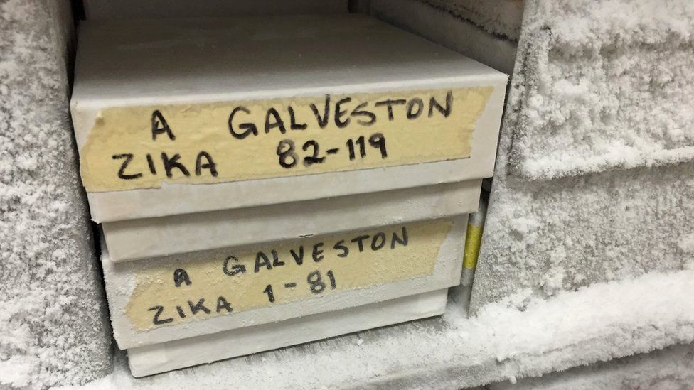 Zika samples in a freezer in a lab