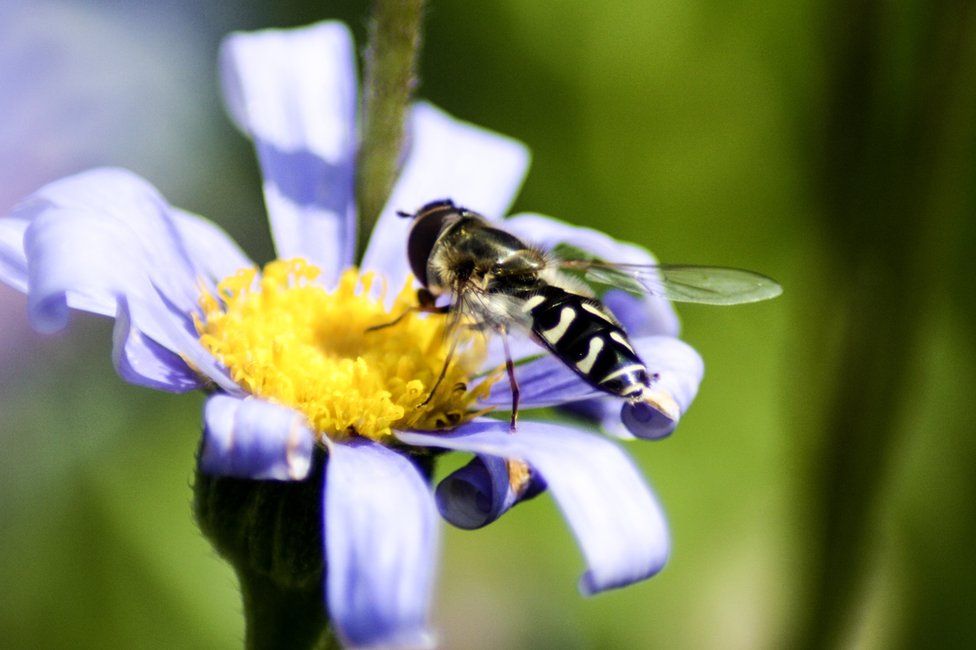 pied hoverfly collecting pollen or nectar from a flower in Glasgow's Botanic Gardens