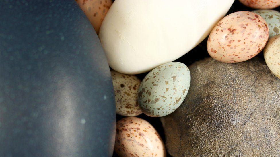 Dinosaur egg with bird eggs