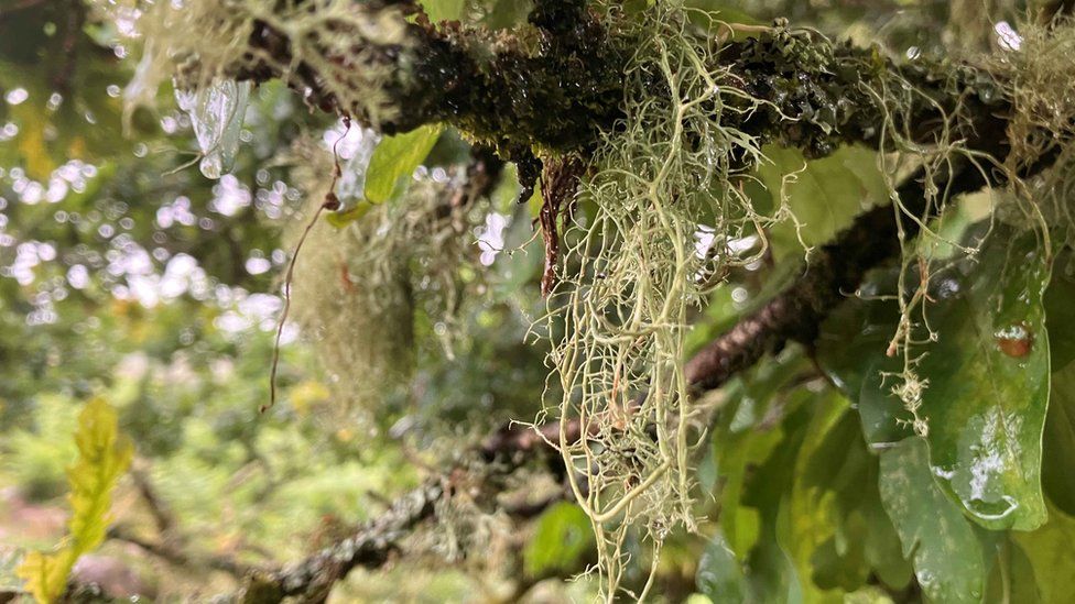 Lichen in Wistman's Wood on Dartmoor