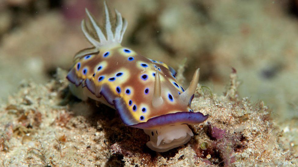 Sea slug from Malaysia