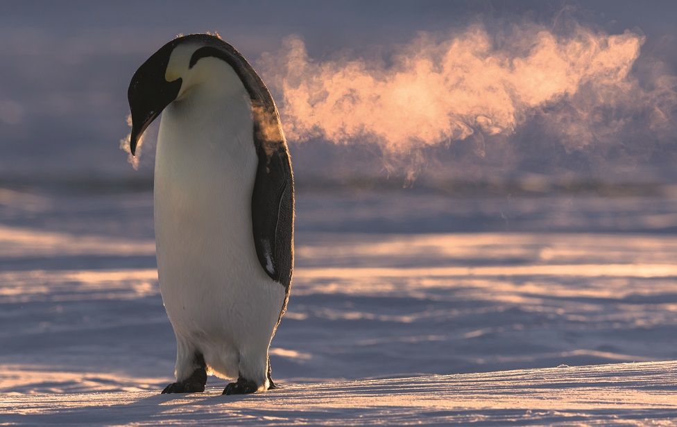 A penguin stands on ice with a trail of breath condensation behind it