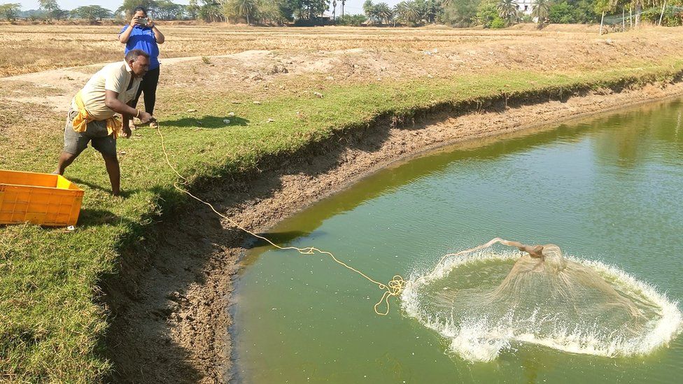 Garnelenfarm in Jagatsinghpur, Odisha, Indien