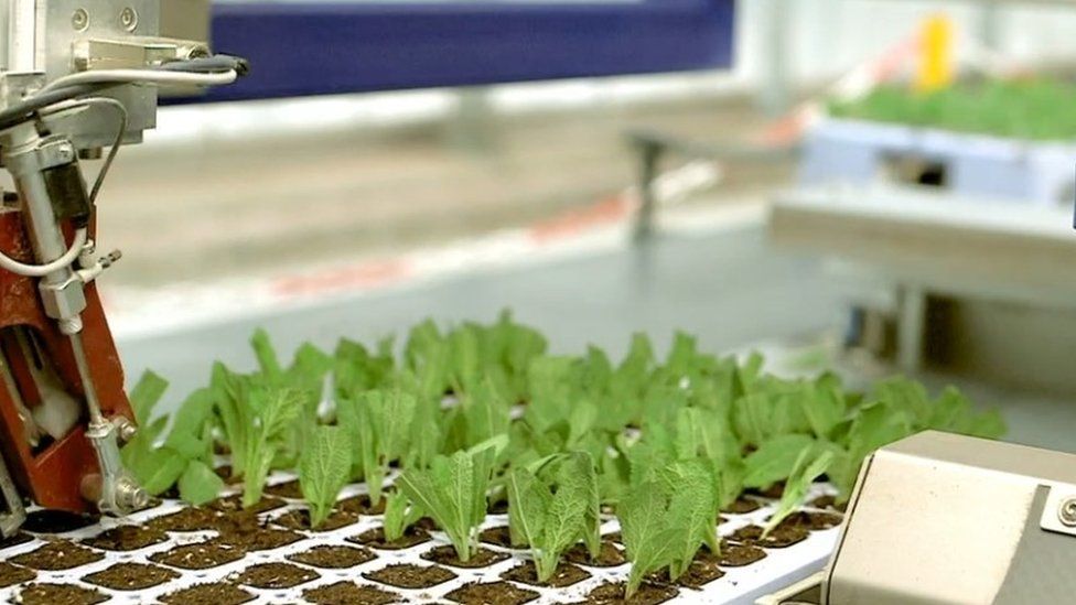 Seedling planter robot