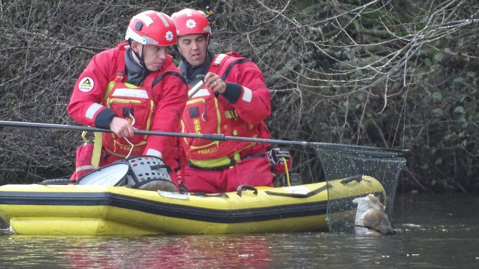 Firefighters rescuing tangled owl