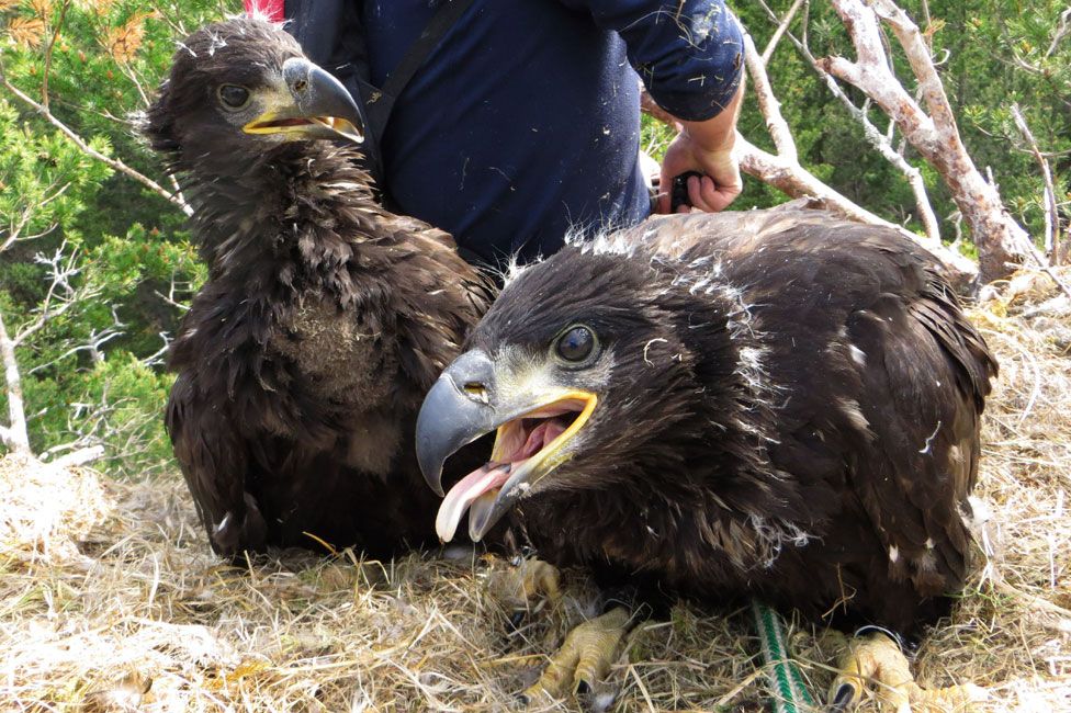 Trust Seeks Names For Loch Arkaig Sea Eagle Chicks - BBC News