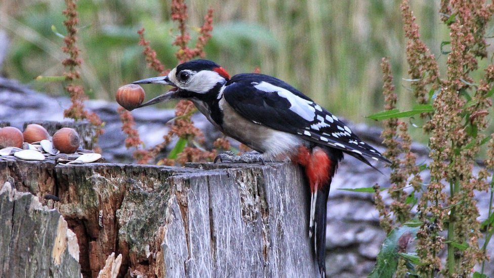 Woodpecker at Morton Loch in Tentsmuir Forest, Fife