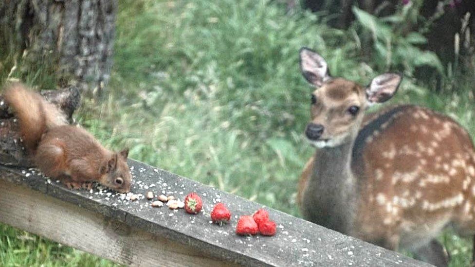 Deer watching squirrel eat