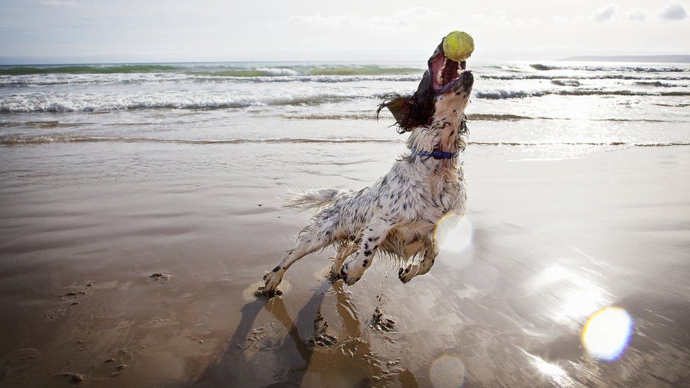 are dogs allowed on beaches in clwyd