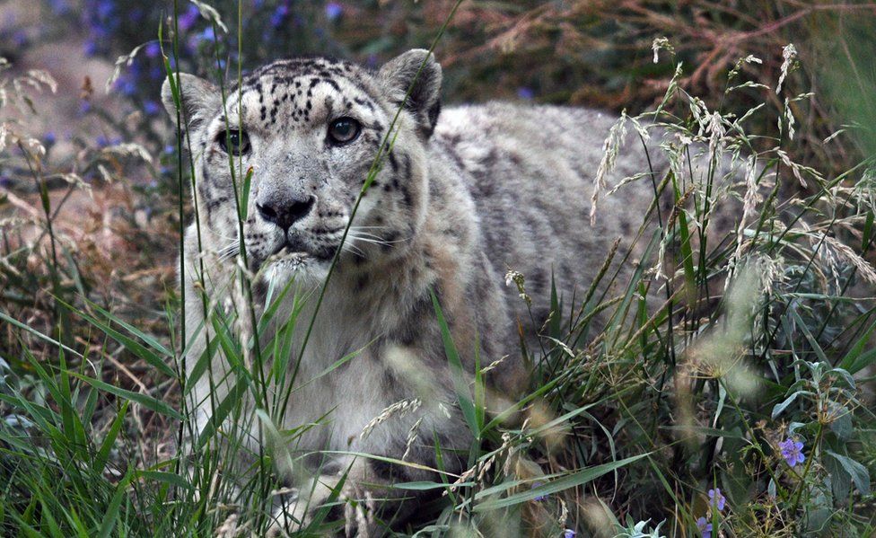 A picture taken on August 7, 2017 shows a snow leopard at the NABU center in Kyrgyzstan