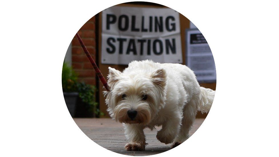 A dog outside a polling station