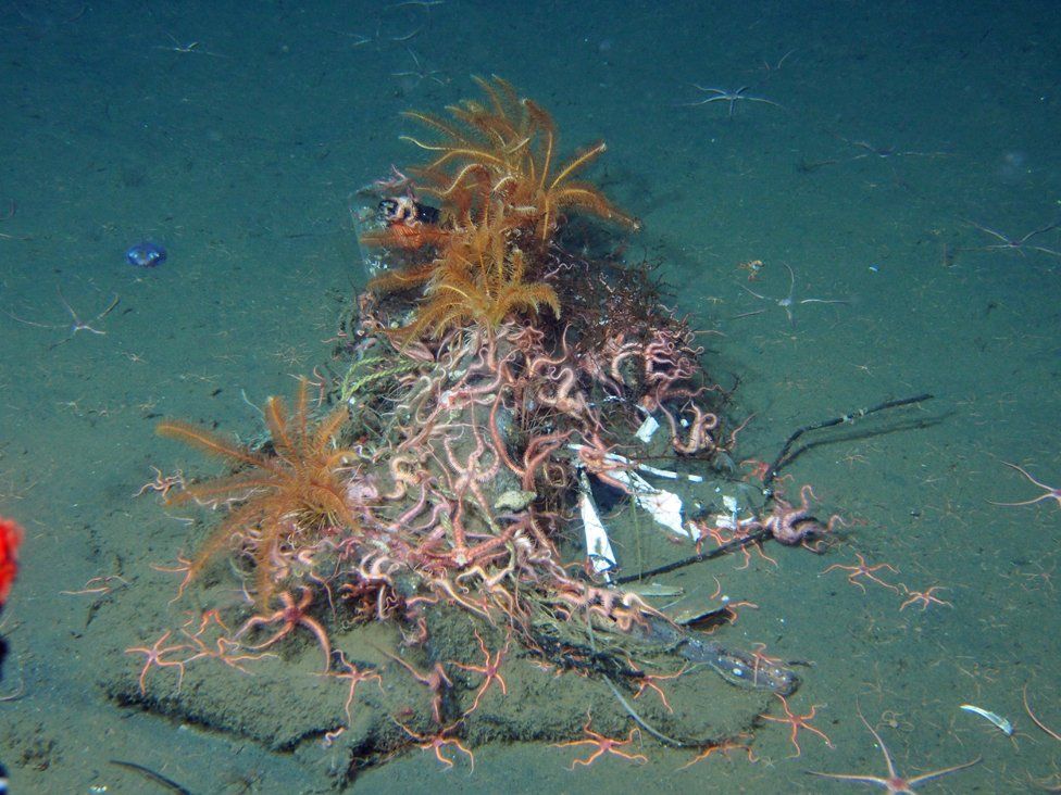 Ophiuloids and feather stars grow on marine debris 500m deep off the Tohoku coast