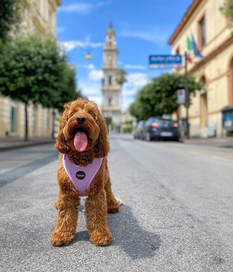 Nola, the cockapoo, poses in an Italian street