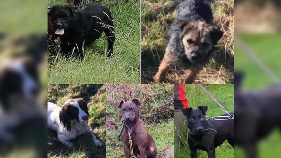Five of the six dogs that were stolen