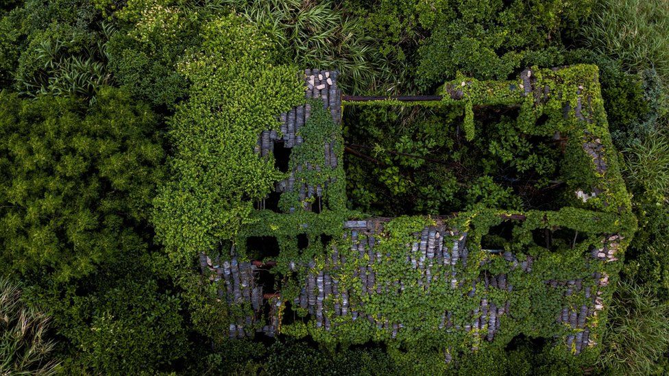 Abandoned village houses covered with overgrown vegetation in Houtouwan on Shengshan island