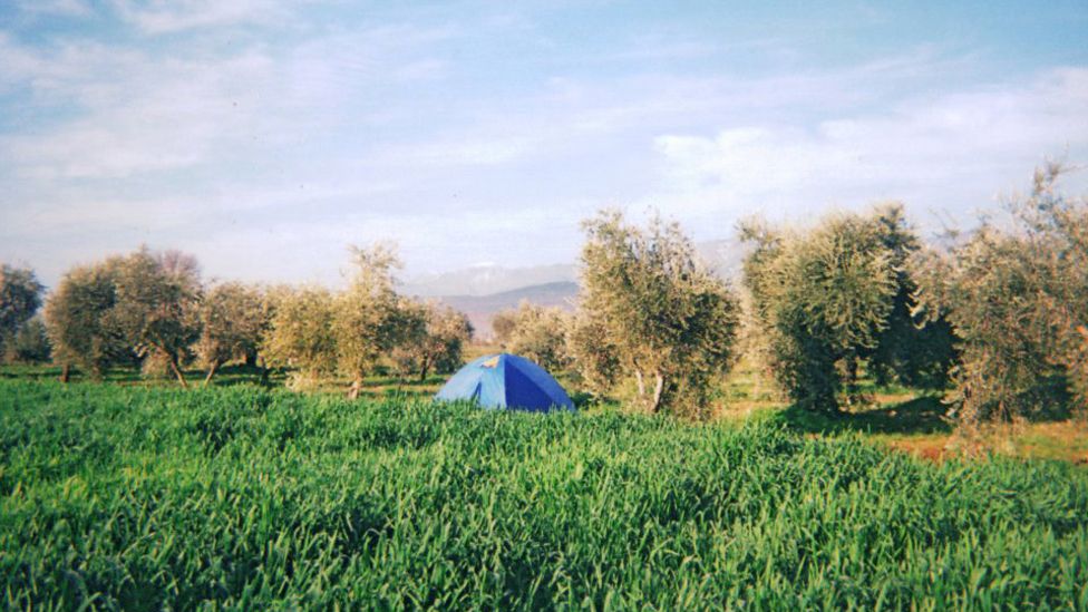 camping in an olive grove