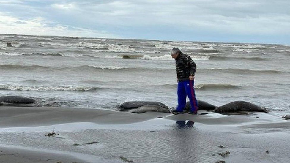 Russia: Bodies of 2,500 seals along Caspian Sea coast - BBC News