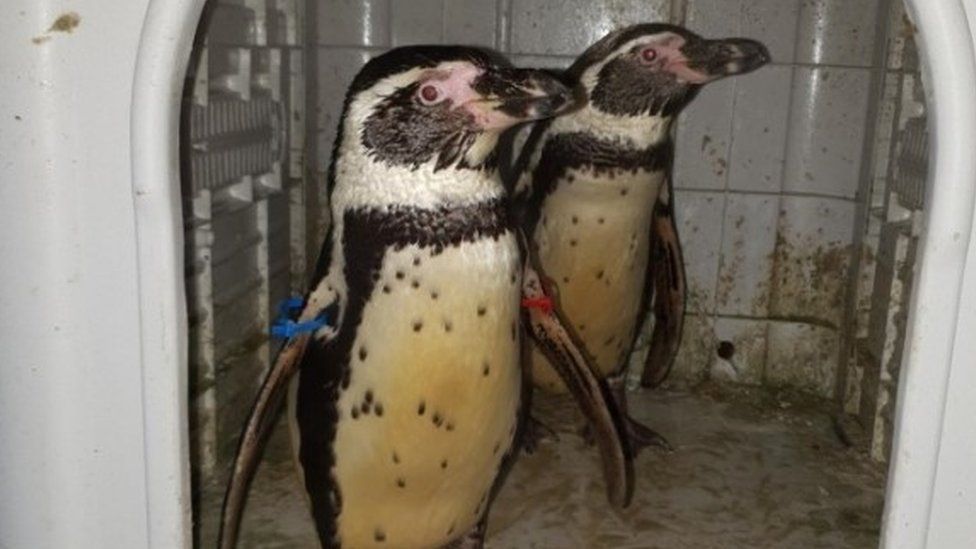 Two Humboldt penguins found by police after being stolen in November