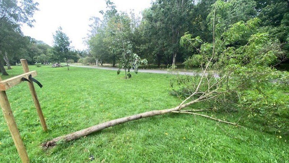 A damaged tree on the floor at Bute Park