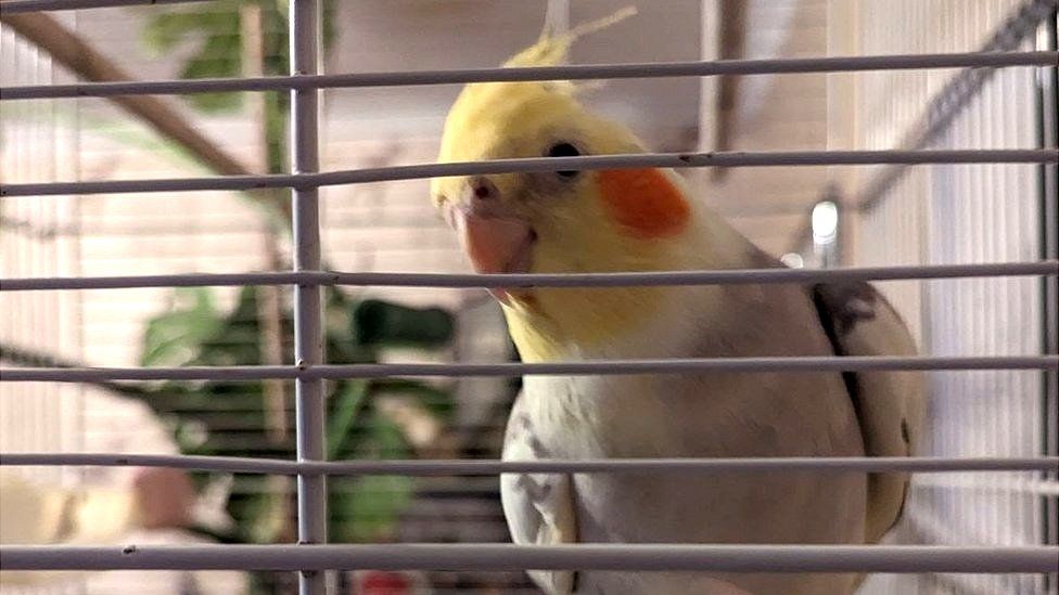 Cockatiel rescues near store me