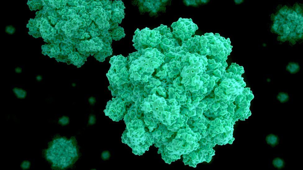 A microscopic photograph of the norovirus