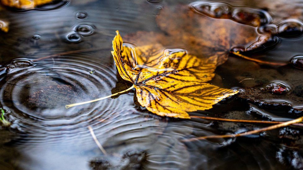 Leaf in puddle