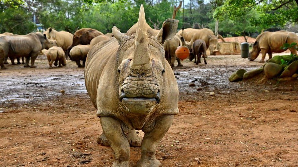 Эмма, южная белая пятилетняя самка носорога, стоит перед другими носорогами перед своим путешествием из Тайваня