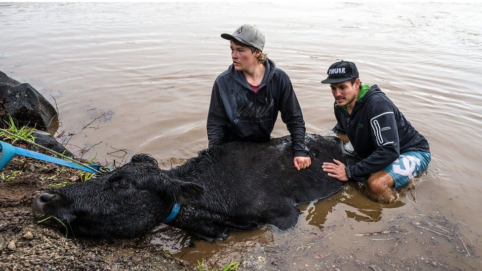 two young men in murky water, pushing a cow out while someone else pulls on a lead around its neck from the shore, 6 June 2016