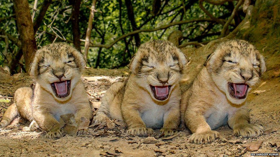 Newborn lion cubs in the Gir forest