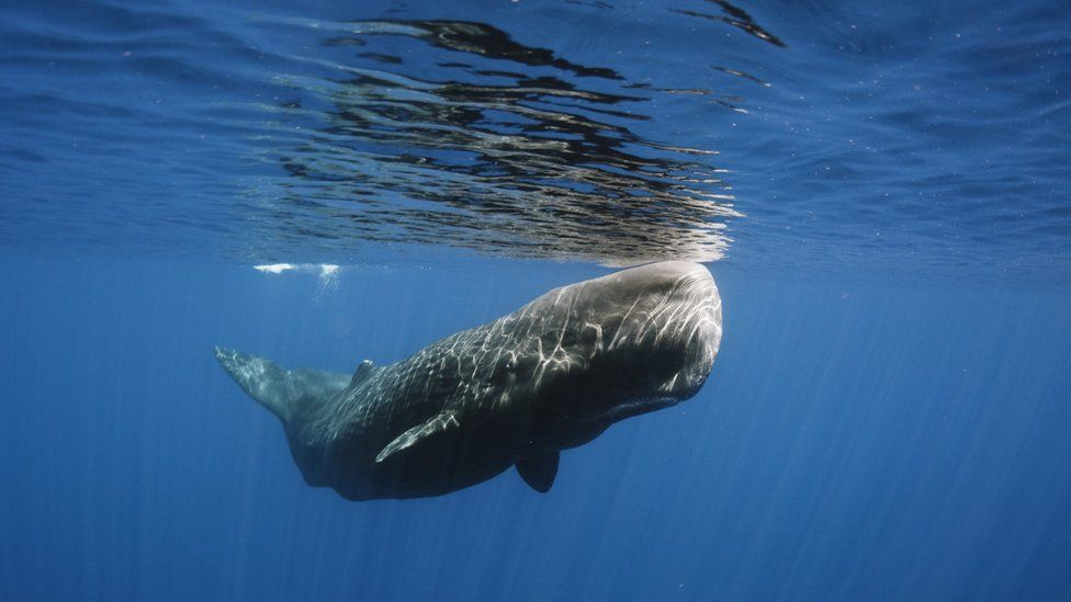A sperm whale swimming