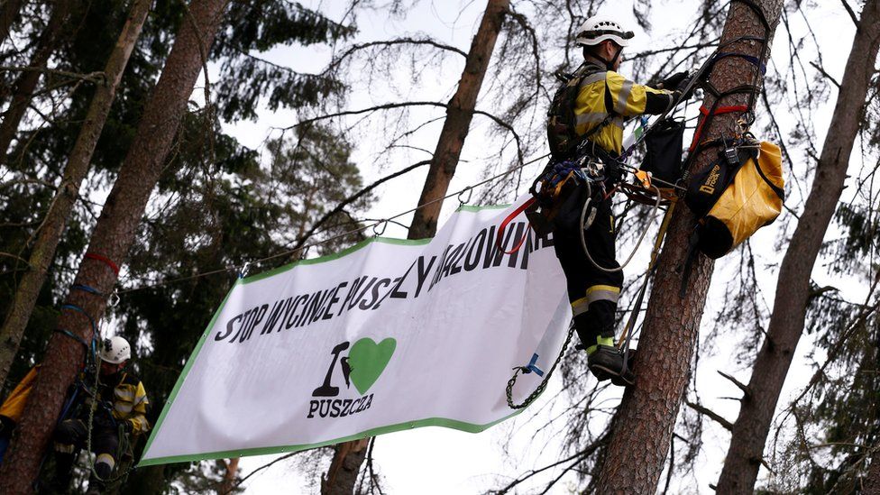 Environmental activists hang on trees with a banner that reads 'Stop Logging Bialowieza Forest', 24 May 17