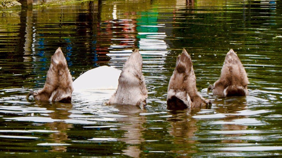 Four ducks tails out of water