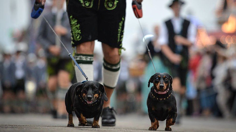 A man walks his dogs at the 2015 Oktoberfest