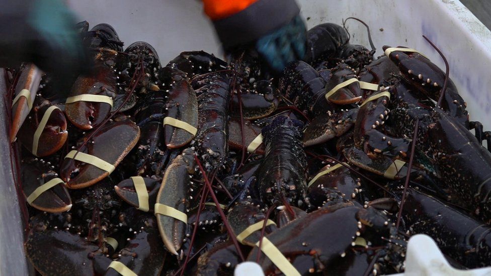 Live lobster for export