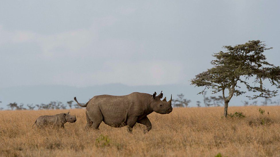 A black rhino and her calf