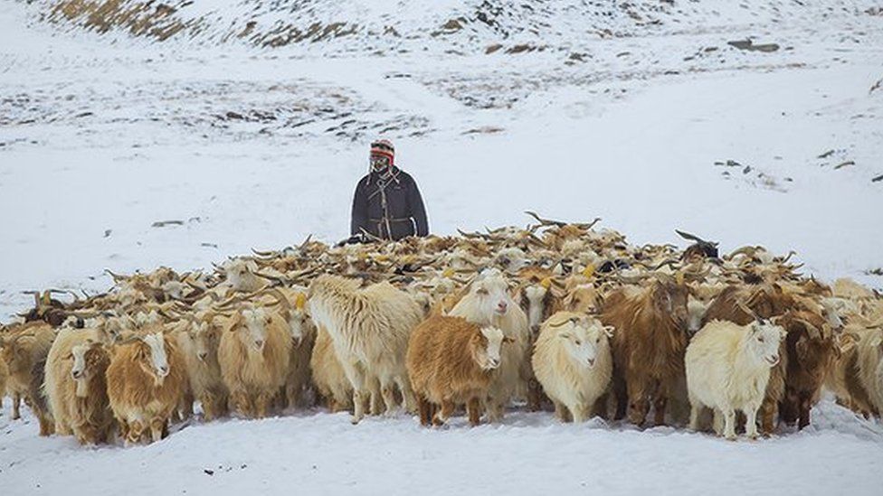 A herder with Changra goats in the snow
