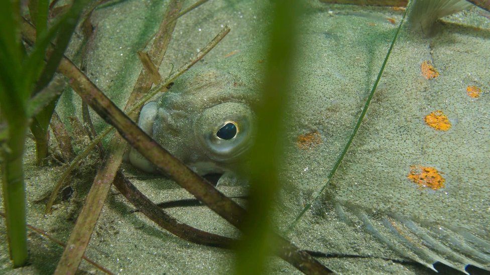 A Plaice in Carlyon Bay, St Austell