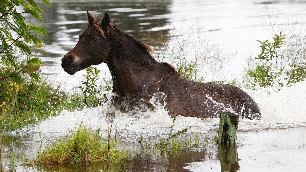 A horse runs in flood waters on April 22, 2015 near Dungog, Australia. Three people have died and more than 200,000 are still without power as cyclonic winds and rains continue to lash the Sydney, Hunter Valley and Central Coast regions of New South Wales