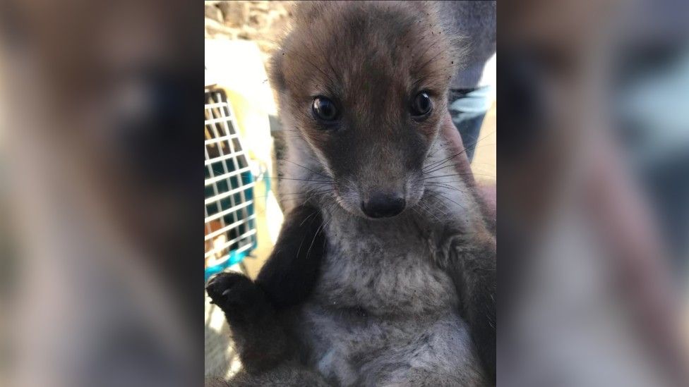 Rescued fox cub