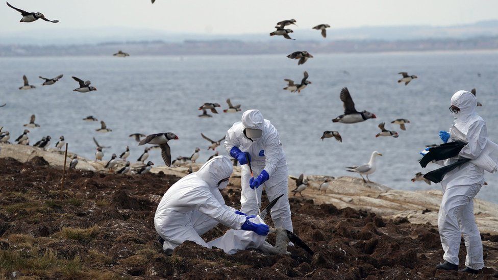 Bird flu on Farne Islands