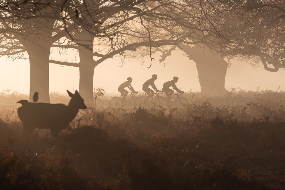 Three cyclists are watched by a young deer in Richmond Park