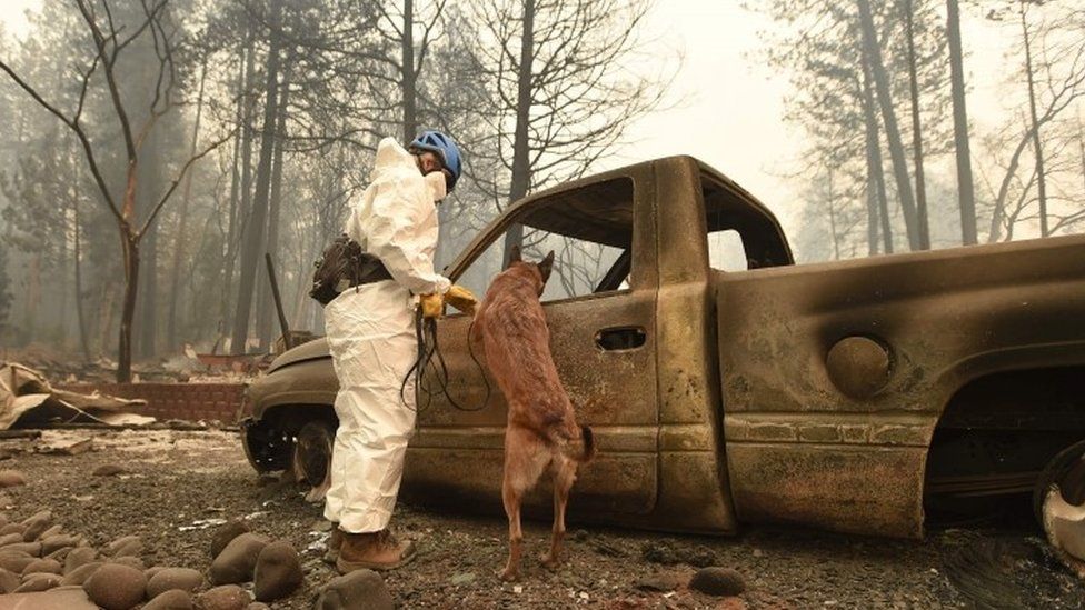 A man and a cadaver dog look for human remains in a burnt-out car