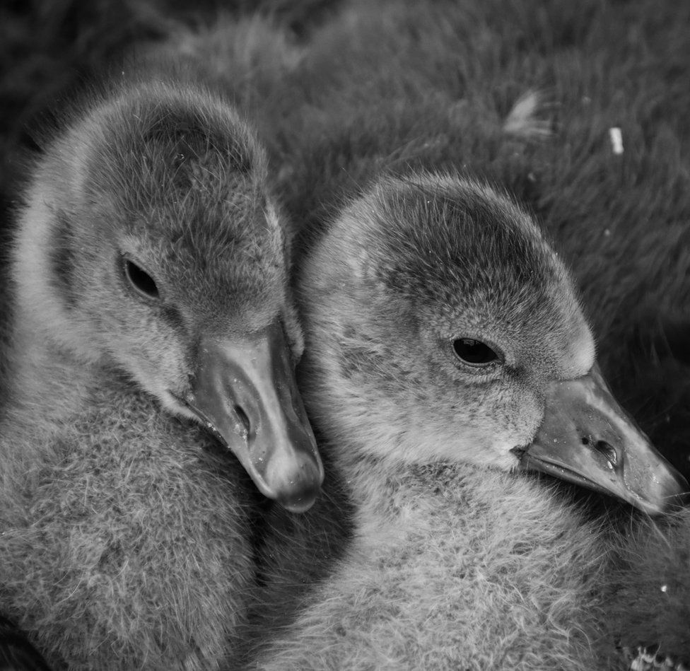 Black and white photograph of cygnets at Lakeside Country Park in Eastleigh, Hampshire
