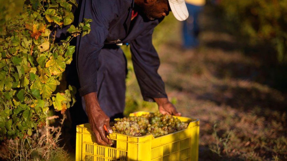 A farm labourer on a vineyard in the Western Cape province, South Africa